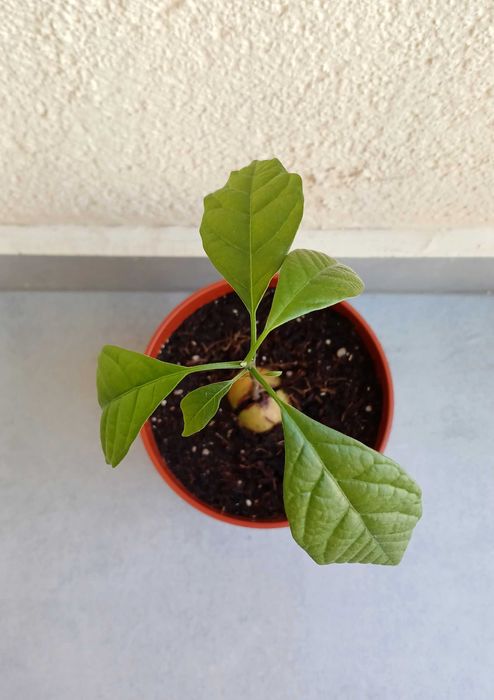 Только до 1 мая! Дерево авокадо в горшке, саженцы