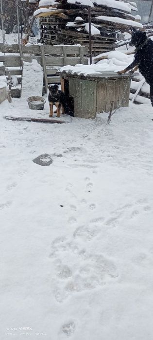 Отдам даром щенок