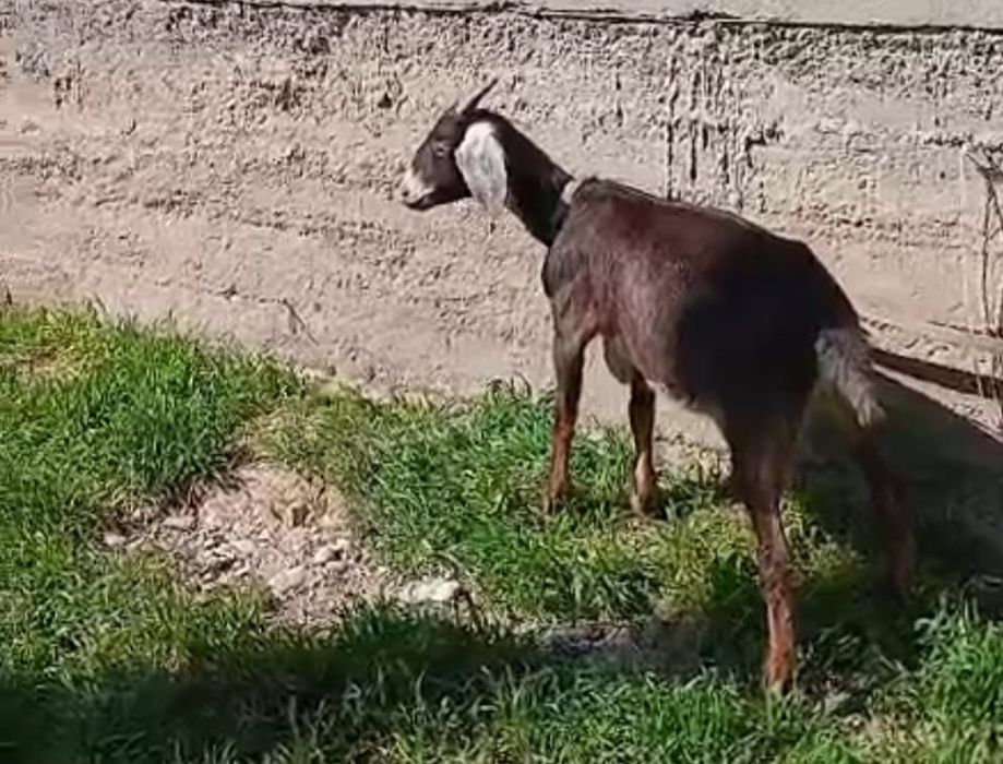 Нубийский буаз шыбыштар сатылады