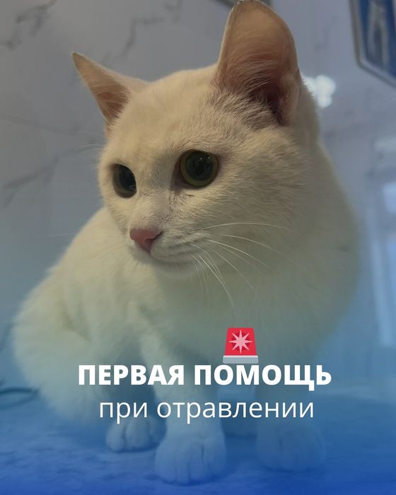 Ветеринарный врач на дом