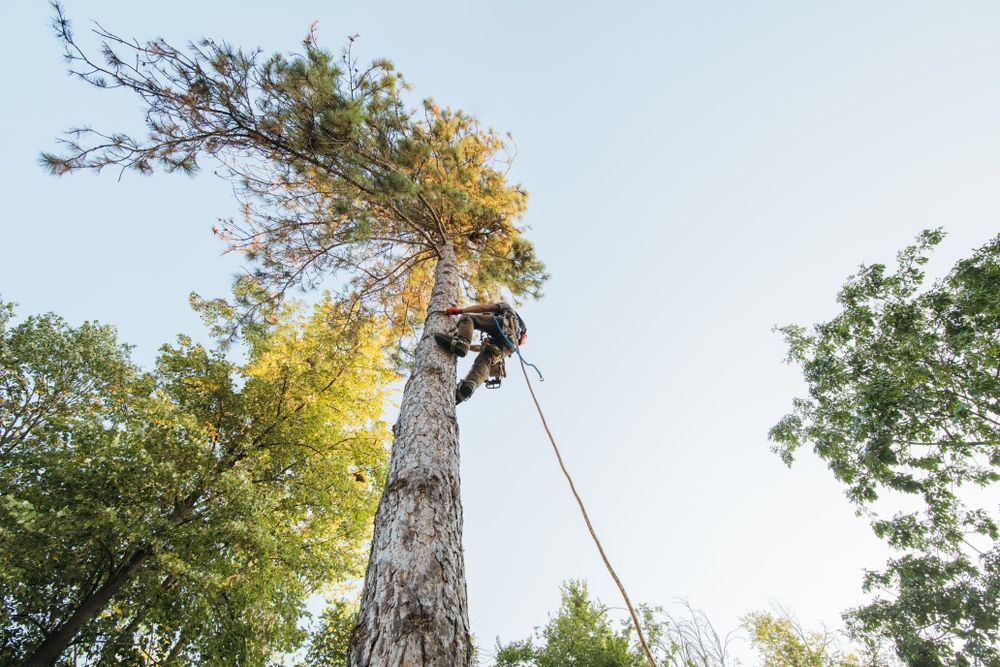 Премахване на опасни дървета, оформяне, рязане, кастрене Tree Service