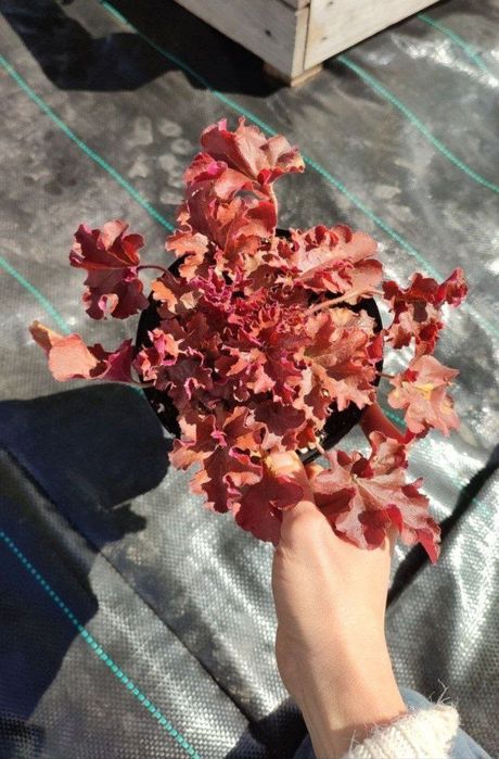 Гейхеры многолетние растения