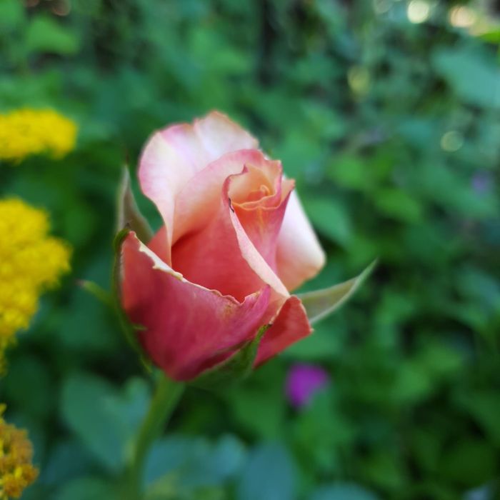 продажа саженцев