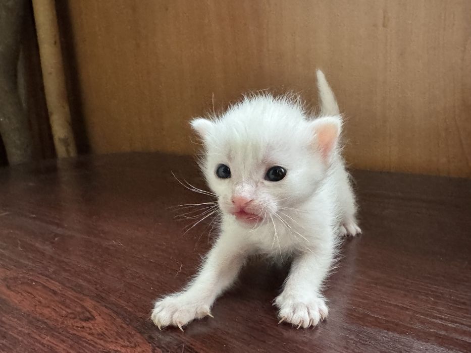 Отдам котенка Афины и Гермеса