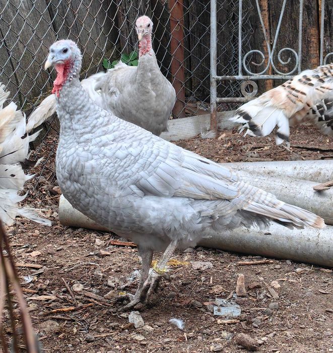 Oua curca pentru incubat sau consum, culoare deosebita lavanda