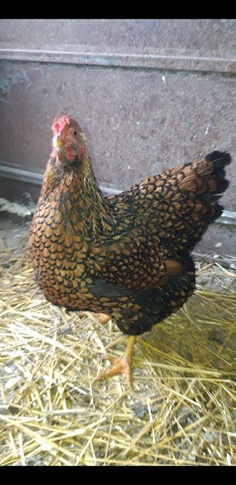 Vind oua si pui  Wiandotte  ,G S G,  Australop