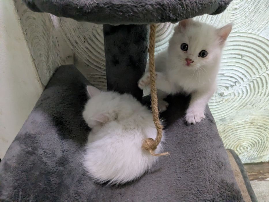 белые котята, 3 кота