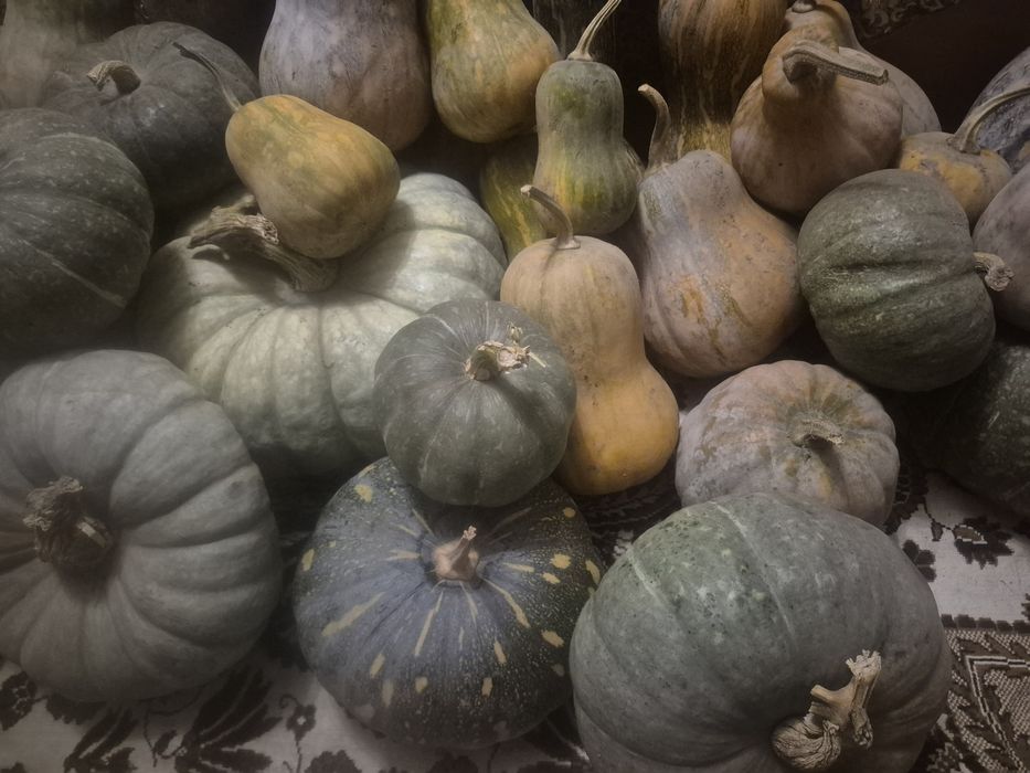 Продаю Тыкву мантная