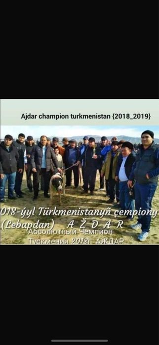 Алабай щенок тяж