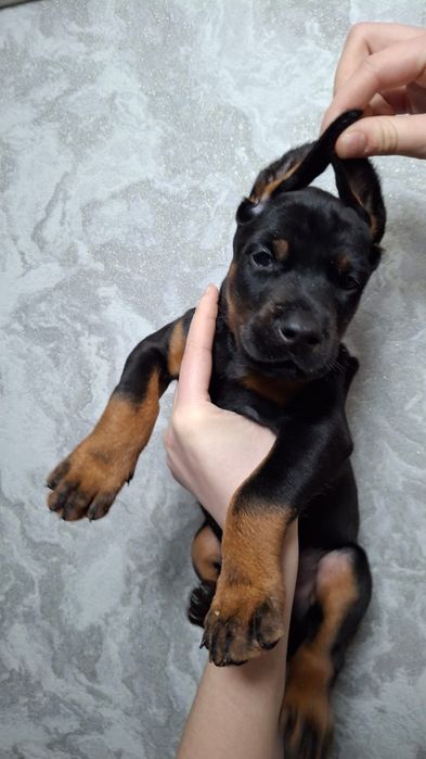 Шикарные дети добермана