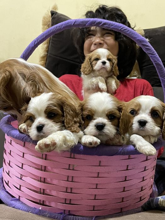 Кавалер кинг чарльз