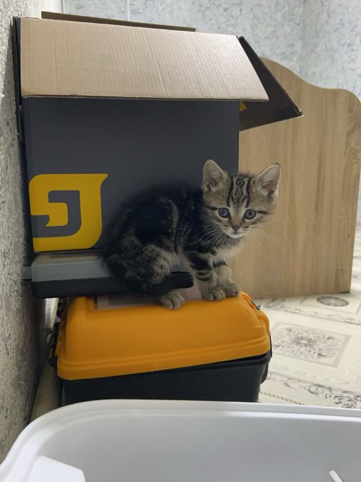Продам котенка мальчик