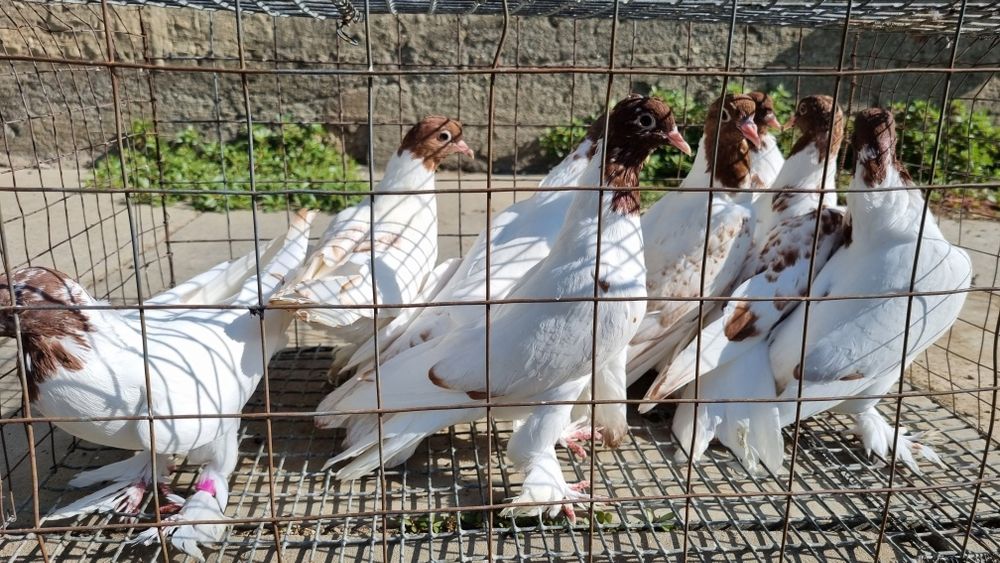 Продам голубей разных