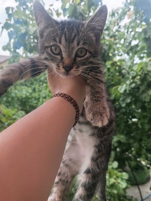 Котята мальчики 2,5 мес
