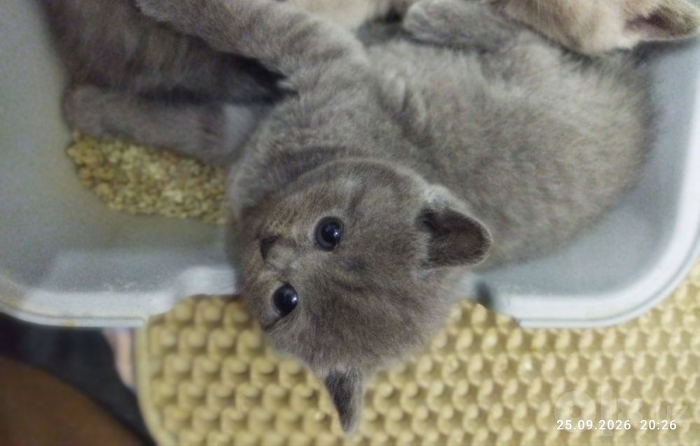 Шотланские котята