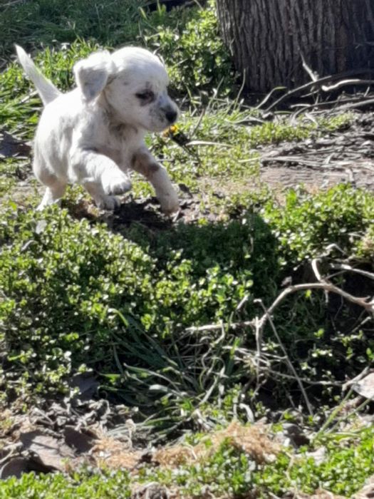 Продавам малки английски сетерчета