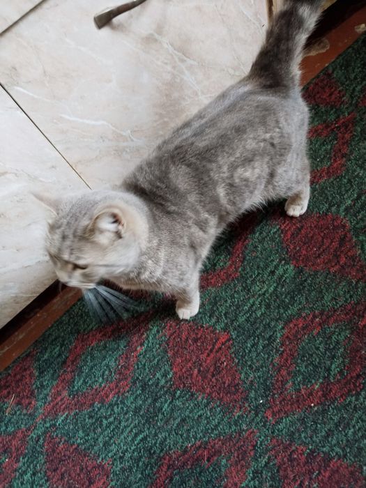 Продаю Шотландская скотиш Страйт девачка