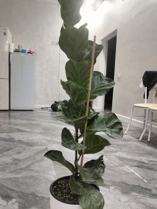 Продам цветы в горшке