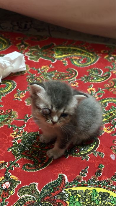 Котенок вислоухи