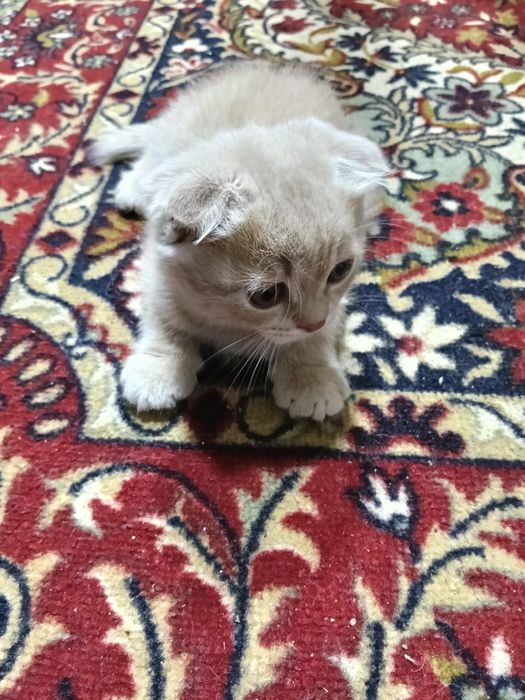 Шатланский Визловуха