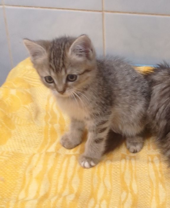 Отдам котят в добрые руки