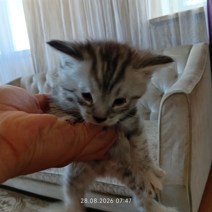 Котенки срочно по причине аллергии