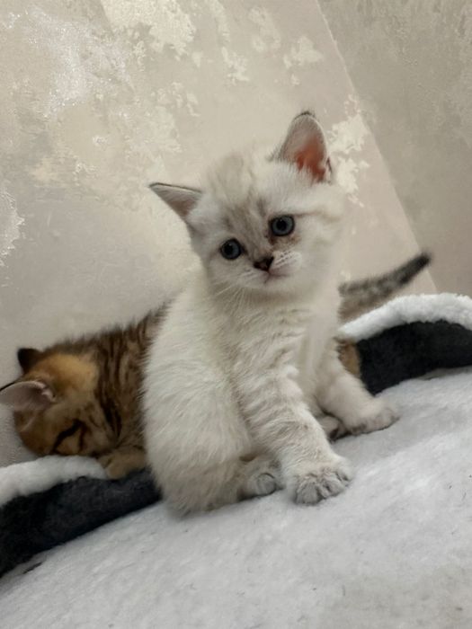 Котенок британец шиншиловый