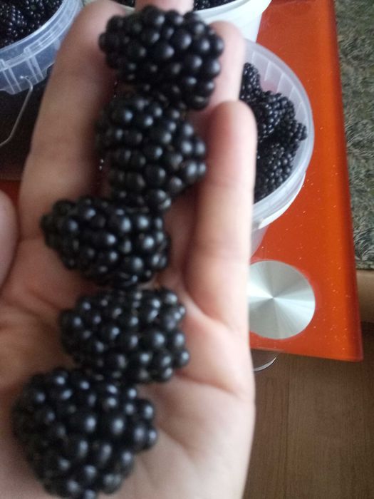 Саженцы ежемалины