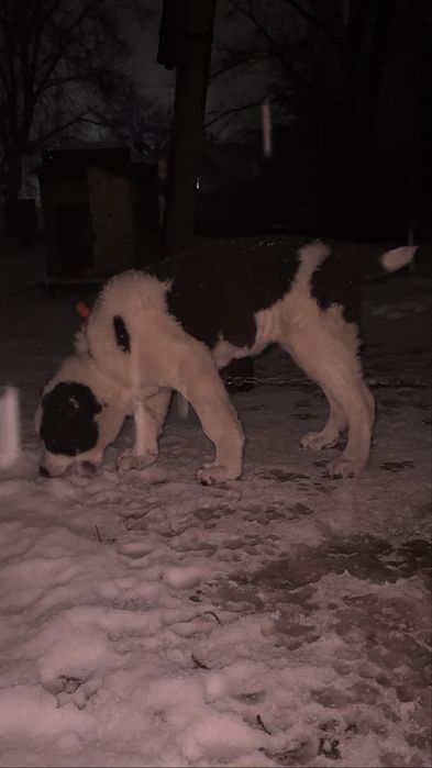 Супер тяж девочка линия бомба