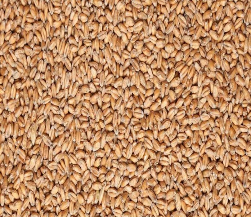 Пшеница.  Закупаем зерновые, масличные культуры