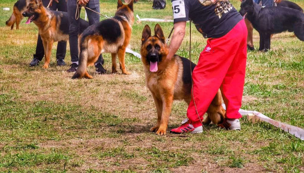 Немски Овчарки Родословни Родители