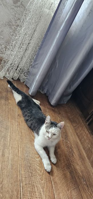 Котик в добрые руки