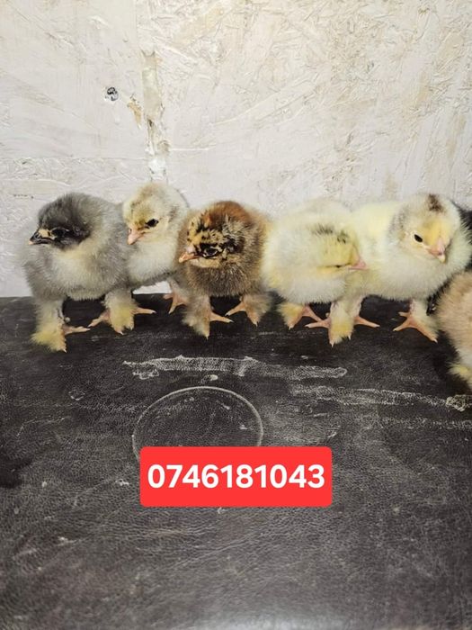 Pui încălțați inperechere cu brahma