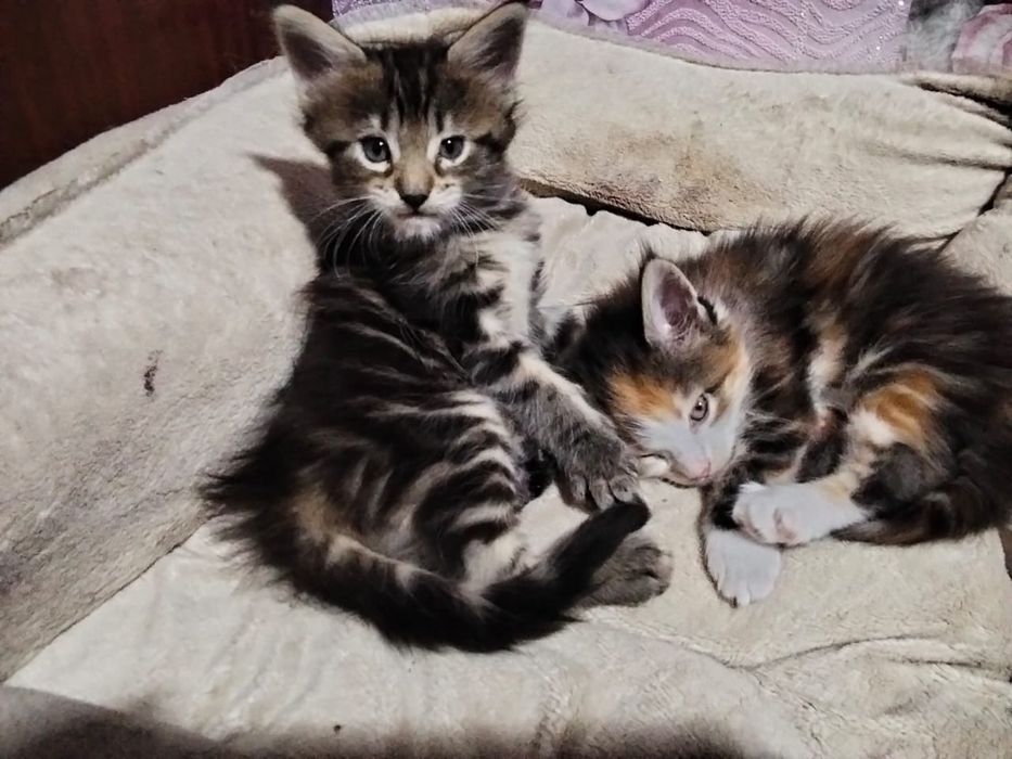 Котёнок Мейн-куна
