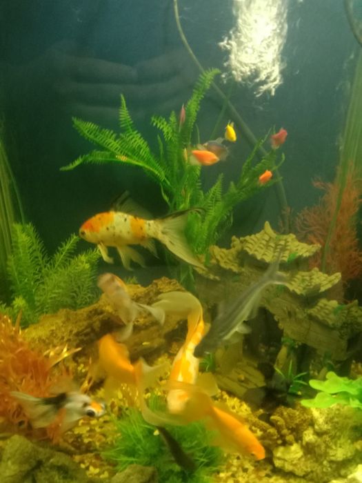 Аквариум с рыбками