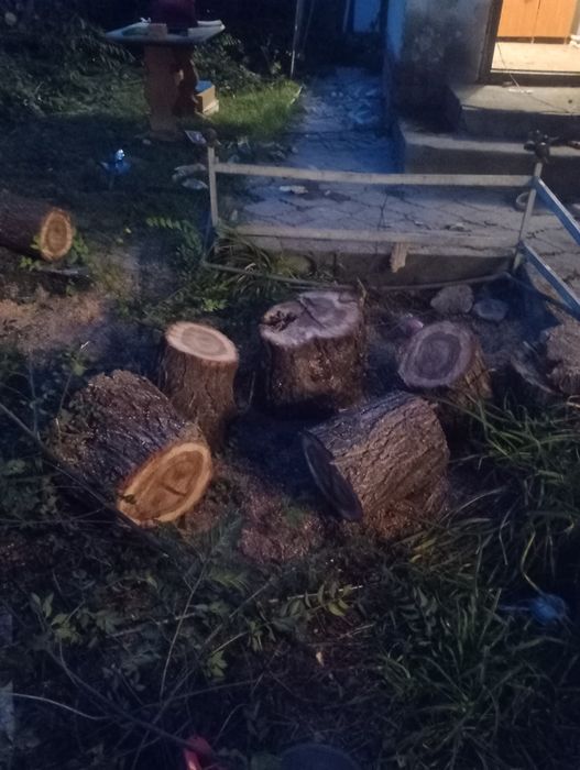 Дрова на зиму. Карагач