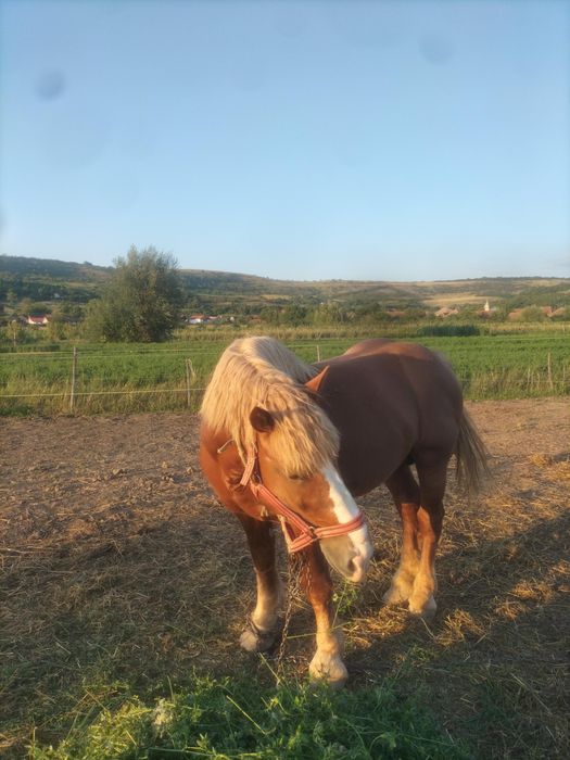 Armăsar de vânzare