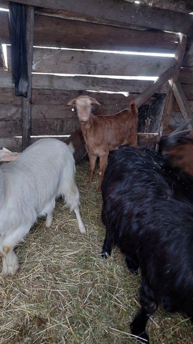 Capre tinere gestante