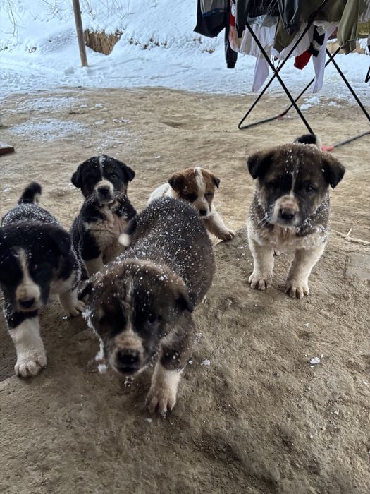 Тобет күшіктер сатылады 1,5айлық