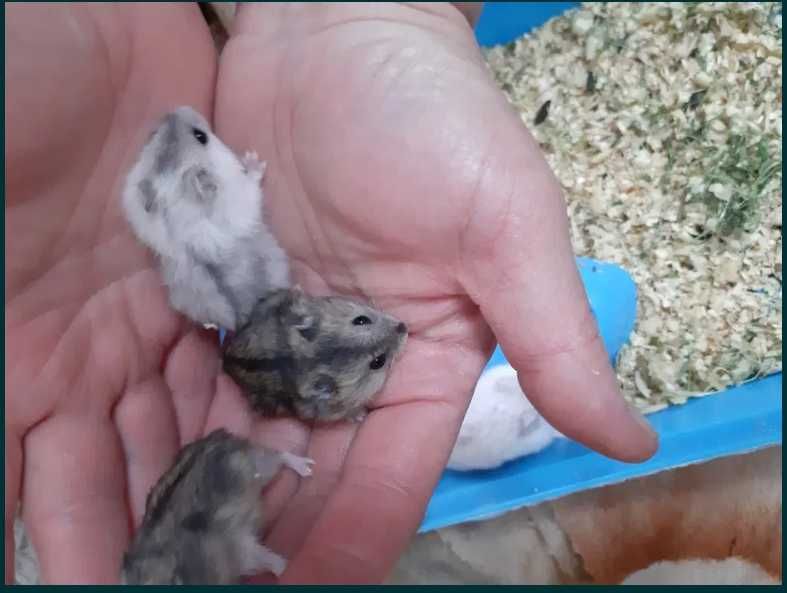 Хомячки-джунгарики.