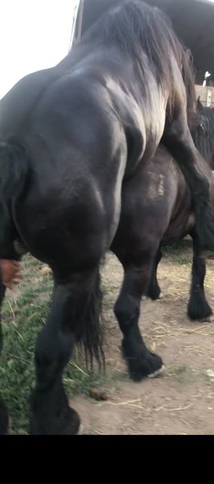 Iapa de vanzare.