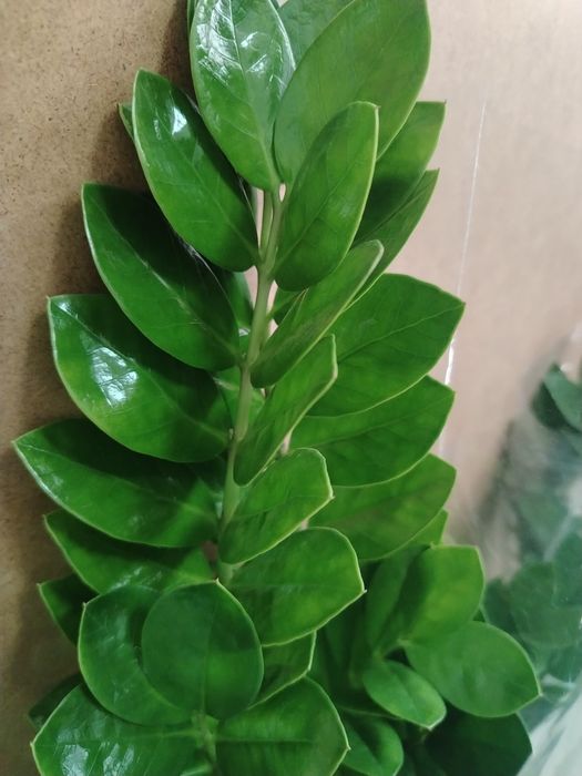 Долларовое дерево Замиакулькас