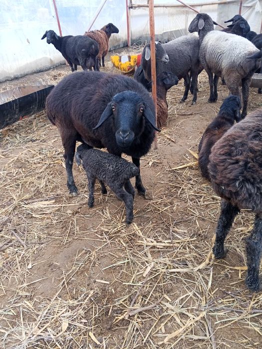 Ona bola qo'ylar sotiladi