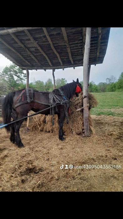 Iapa metis de frizian