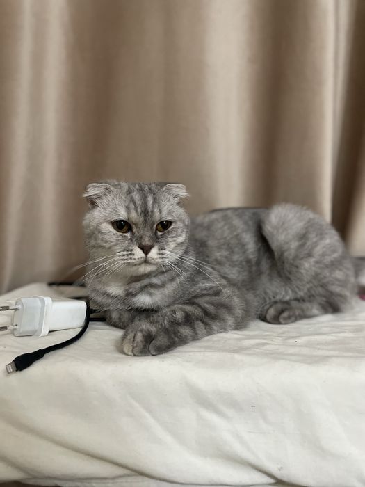 Кошка Шотландская вислоу
