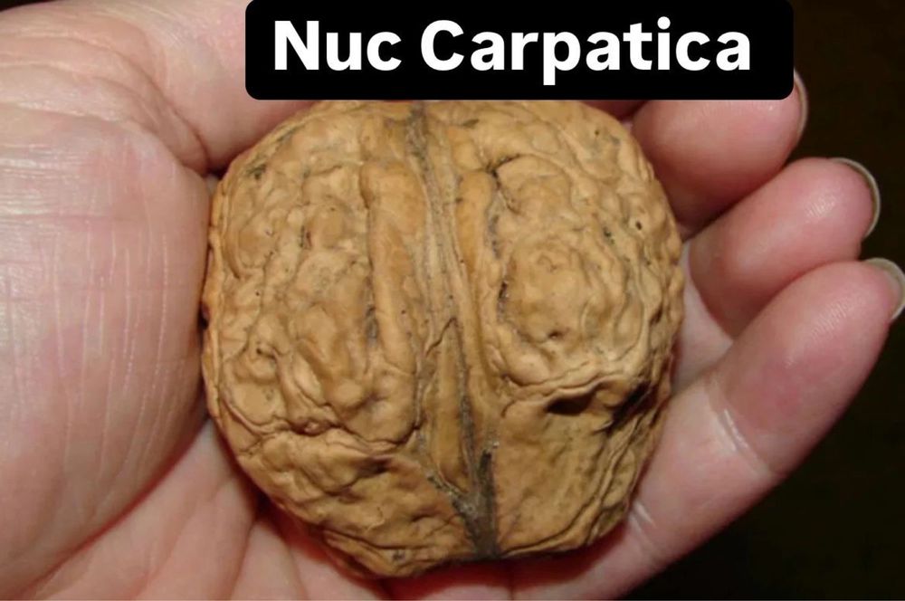 Nuc Altoit De vanzare
