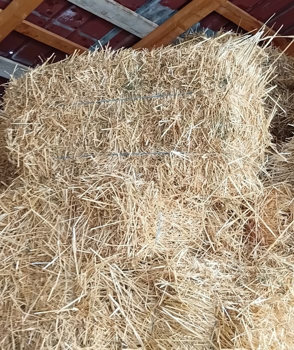 Vând baloți paie .