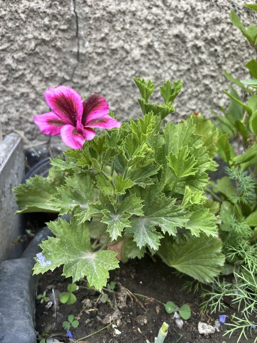 Продам королевскую пеларгонию