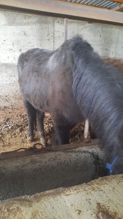 қысыр быйе сатлады