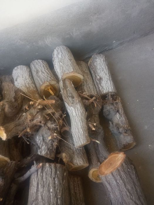 Тут утин ва урик утин